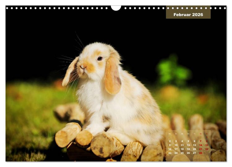 Produktbild: Kaninchen klein und putzig (Wandkalender 2026 DIN A3 quer), CALVENDO Monatskalender