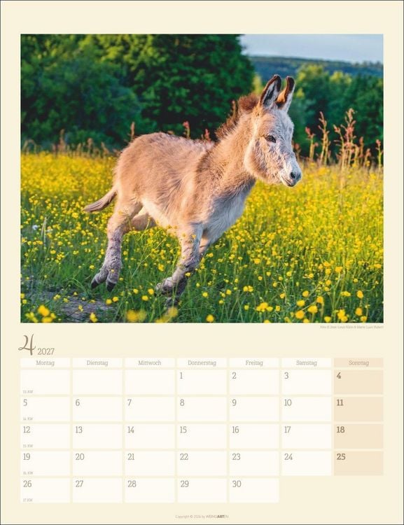 Produktbild: Esel Kalender 2027
