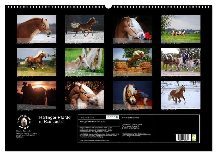 Produktbild: Haflinger-Pferde in Reinzucht (Wandkalender 2026 DIN A2 quer), CALVENDO Monatskalender