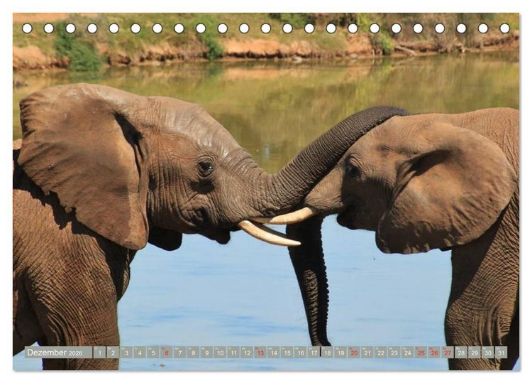 Produktbild: Asiatische und afrikanische Elefanten (Tischkalender 2026 DIN A5 quer), CALVENDO Monatskalender