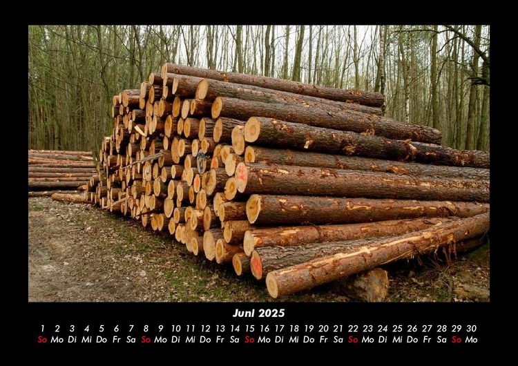 Produktbild: B&auml;ume 2025 Fotokalender DIN A3