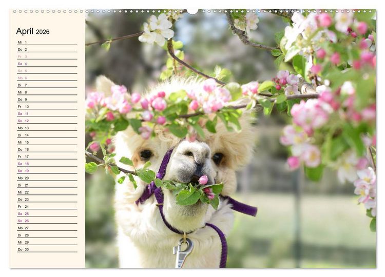 Produktbild: Alpakas im Blumenzauber (Wandkalender 2026 DIN A2 quer), CALVENDO Monatskalender