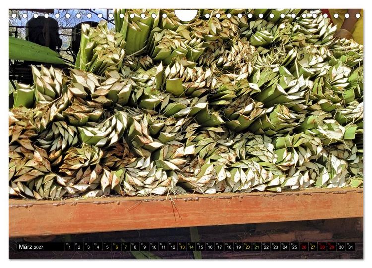 Produktbild: SISAL - von der Pflanze zum Produkt (Wandkalender 2027 DIN A4 quer), CALVENDO Monatskalender