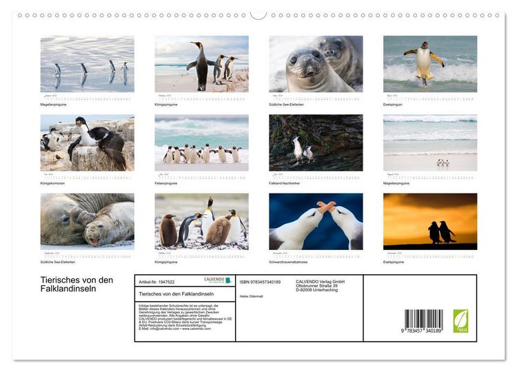 Produktbild: Tierisches von den Falklandinseln (hochwertiger Premium Wandkalender 2026 DIN A2 quer), Kunstdruck in Hochglanz