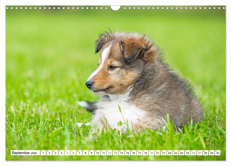 Produktbild: H&uuml;tehund der Shetland Inseln - Shetland Sheepdog (Wandkalender 2026 DIN A3 quer), CALVENDO Monatskalender