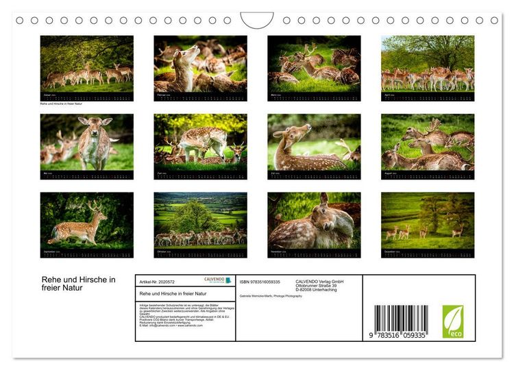 Produktbild: Rehe und Hirsche in freier Natur (Wandkalender 2026 DIN A4 quer), CALVENDO Monatskalender