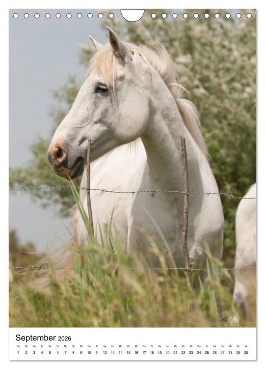 Produktbild: Camargue Pferde - wei&szlig;e M&auml;hnen (Wandkalender 2026 DIN A4 hoch), CALVENDO Monatskalender
