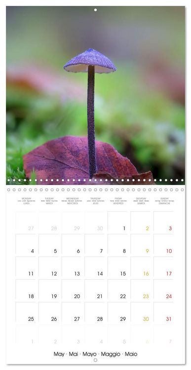 Produktbild: Les champignons - Un monde merveilleux (Calendrier mural carr&eacute; 2026 30x30 cm) Calendrier double avec une page pour vos prises de notes