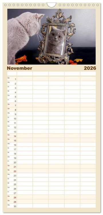 Produktbild: Familienplaner 2026 - Britisch Kurzhaar Katzen mit 5 Spalten (Wandkalender, 21 x 45 cm) CALVENDO
