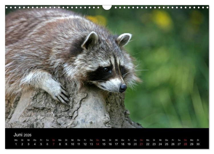 Produktbild: Waschb&auml;ren (Wandkalender 2026 DIN A3 quer), CALVENDO Monatskalender