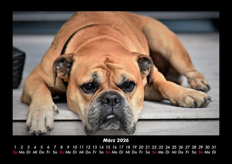 Produktbild: Hundezauber 2026 Fotokalender DIN A3