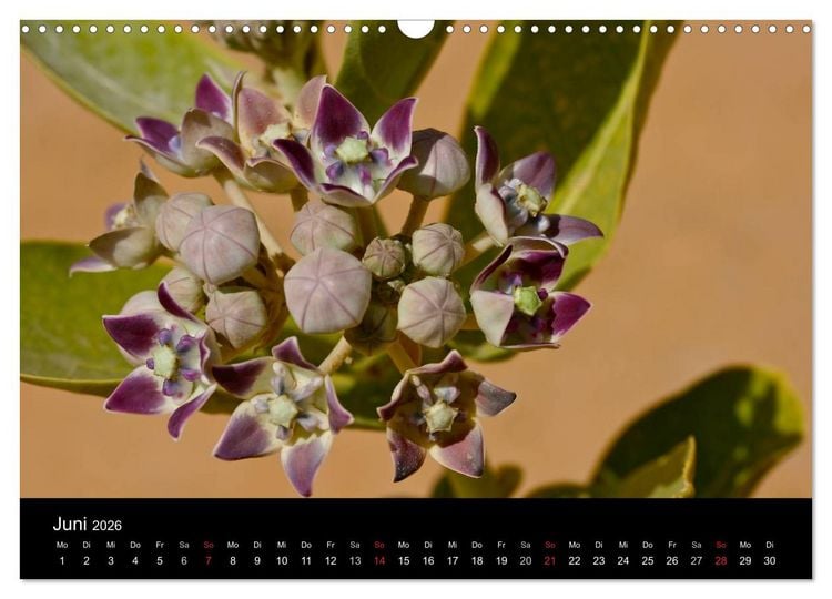 Produktbild: Sahara - S&uuml;dalgerien (Wandkalender 2026 DIN A3 quer), CALVENDO Monatskalender