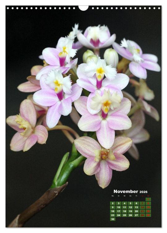 Produktbild: Traumhafte Orchideen (Wandkalender 2026 DIN A3 hoch), CALVENDO Monatskalender