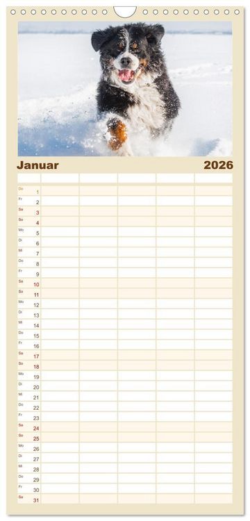 Produktbild: Familienplaner 2026 - Berner Sennenhund - Ein Freund auf vier Pfoten mit 5 Spalten (Wandkalender, 21 x 45 cm) CALVENDO
