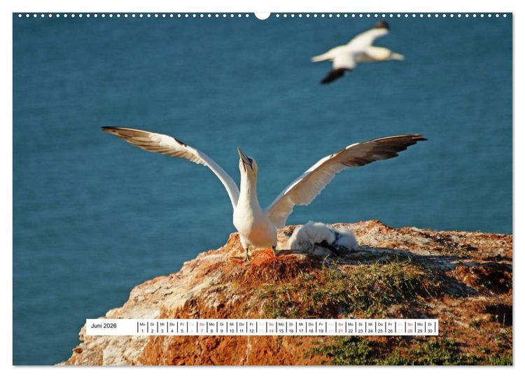 Produktbild: Hochsee-Insel Helgoland (hochwertiger Premium Wandkalender 2026 DIN A2 quer), Kunstdruck in Hochglanz