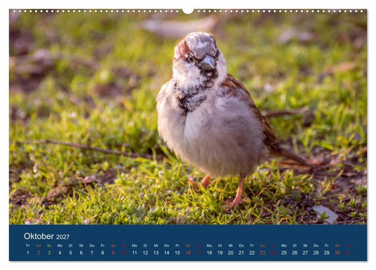 Produktbild: Spatzen-Kalender (Wandkalender 2027 DIN A2 quer), CALVENDO Monatskalender