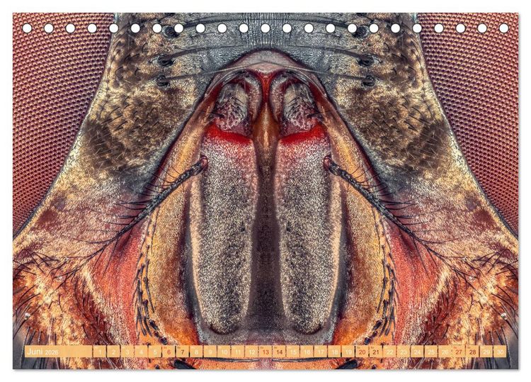 Produktbild: Extreme Makroaufnahmen - Insekten so nah wie nie (Tischkalender 2026 DIN A5 quer), CALVENDO Monatskalender
