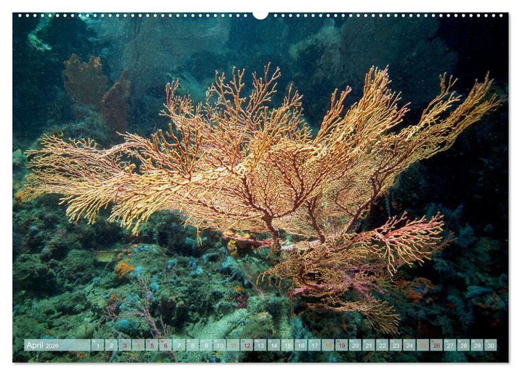 Produktbild: Raja Ampat - Impressionen (Wandkalender 2026 DIN A2 quer), CALVENDO Monatskalender