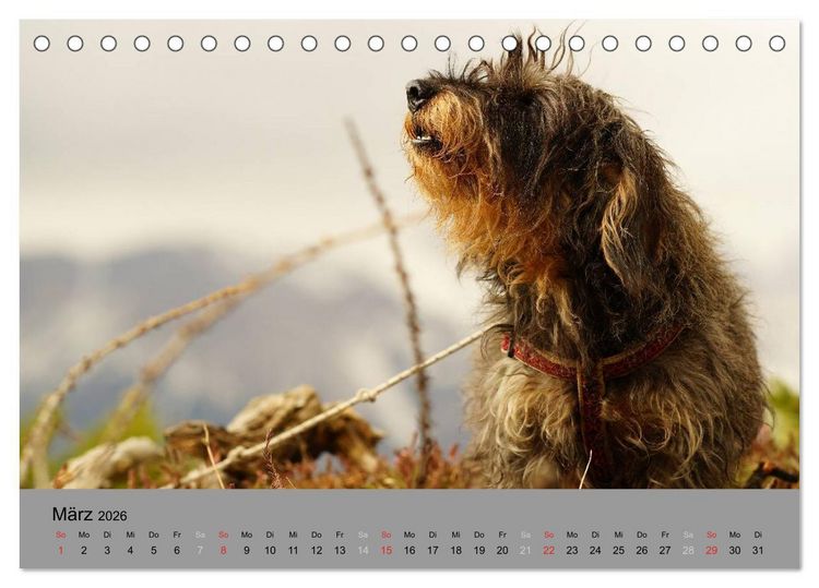 Produktbild: Liebenswerte Clowns (Tischkalender 2026 DIN A5 quer), CALVENDO Monatskalender