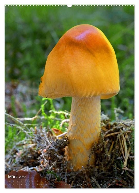 Produktbild: Kuriosit&auml;ten aus der Welt der Pilze (hochwertiger Premium Wandkalender 2027 DIN A2 hoch), Kunstdruck in Hochglanz