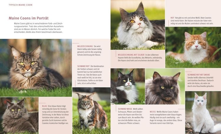 Produktbild: Maine Coon