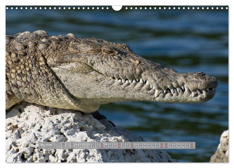 Produktbild: Krokodile & Alligatoren (Wandkalender 2026 DIN A3 quer), CALVENDO Monatskalender