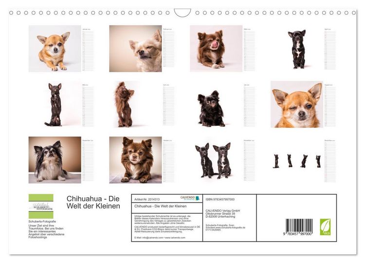 Produktbild: Chihuahua - Die Welt der Kleinen (Wandkalender 2026 DIN A3 quer), CALVENDO Monatskalender