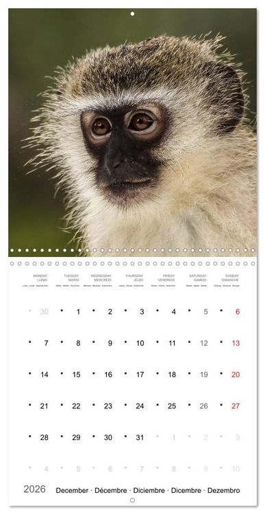 Produktbild: Adventure South Africa 2026 (Wall Calendar 2026 12 &times; 12 Inch) CALVENDO 12 Month Wall Calendar