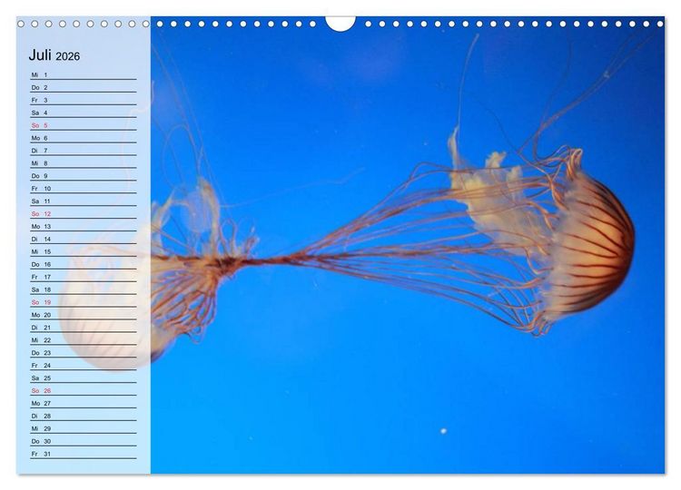 Produktbild: Quallen. Die Welt der Medusen (Wandkalender 2026 DIN A3 quer), CALVENDO Monatskalender