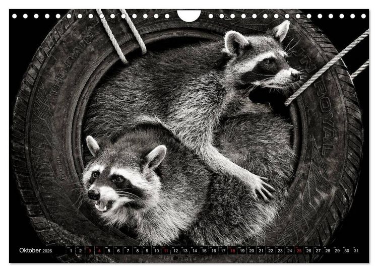 Produktbild: Waschb&auml;ren - Maskierte Gauner (Wandkalender 2026 DIN A4 quer), CALVENDO Monatskalender