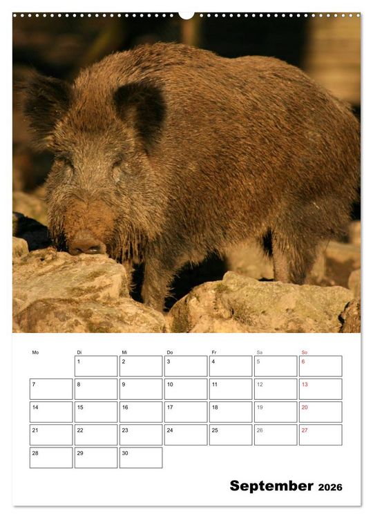 Produktbild: Der wildschweinische Terminplaner (hochwertiger Premium Wandkalender 2026 DIN A2 hoch), Kunstdruck in Hochglanz