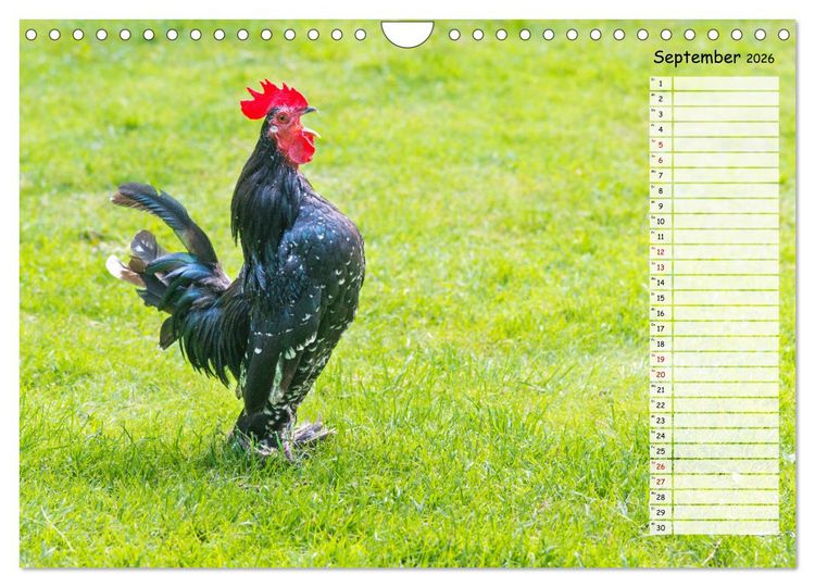 Produktbild: Geliebte Tiere auf dem Bauernhof (Wandkalender 2026 DIN A4 quer), CALVENDO Monatskalender