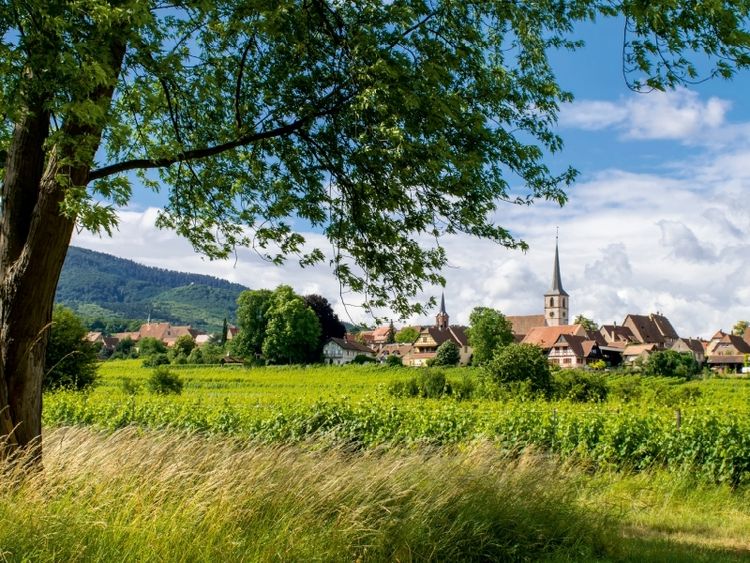 Produktbild: CALVENDO Puzzle Mittelbergheim | 1000 Teile Lege-Gr&ouml;&szlig;e 64x48cm Foto-Puzzle f&uuml;r gl&uuml;ckliche Stunden