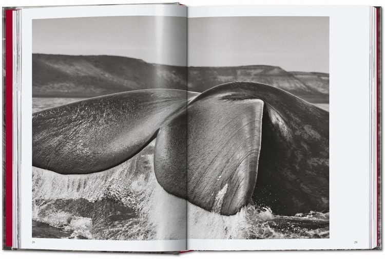 Produktbild: Sebasti&atilde;o Salgado