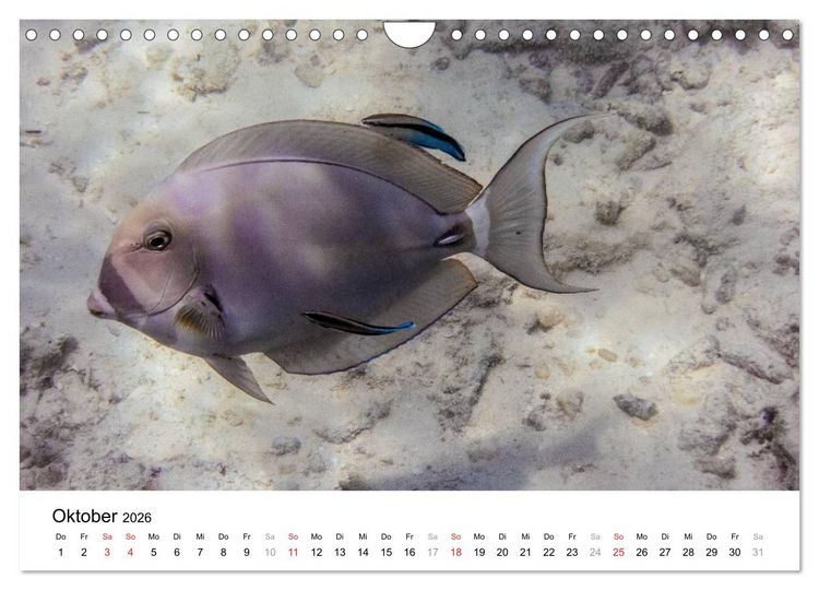 Produktbild: Unterwasserwelt der Malediven II (Wandkalender 2026 DIN A4 quer), CALVENDO Monatskalender