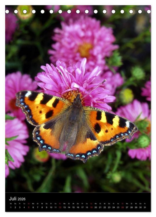 Produktbild: Schmetterlilnge und Blumen (Tischkalender 2026 DIN A5 hoch), CALVENDO Monatskalender