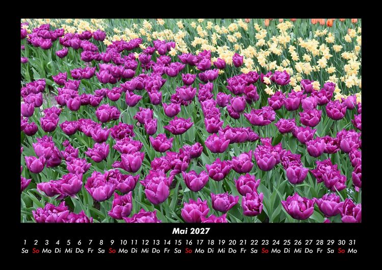 Produktbild: Blumenzauber 2027 Fotokalender DIN A3
