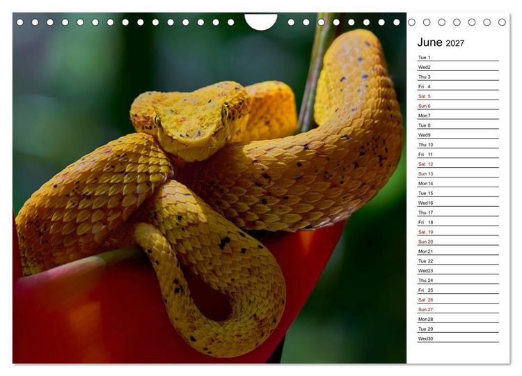 Produktbild: Feel the Wild &ndash; Costa Rica (Wall Calendar 2027 DIN A4 landscape), CALVENDO 12 Month Wall Calendar