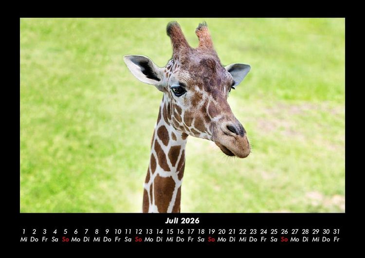 Produktbild: Giraffen 2026 Fotokalender DIN A3