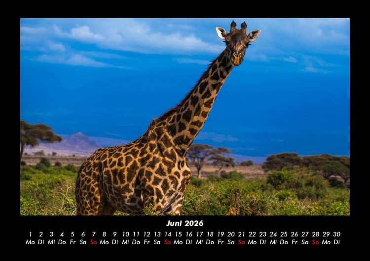Produktbild: Giraffen 2026 Fotokalender DIN A3