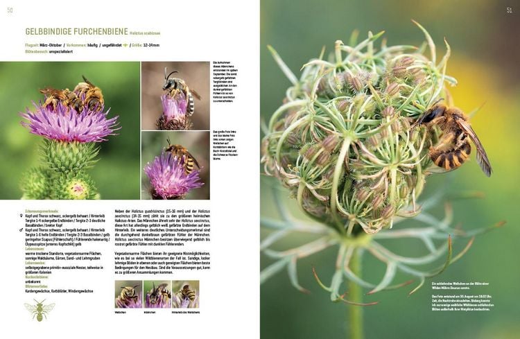 Produktbild: Wildbienenhelfer