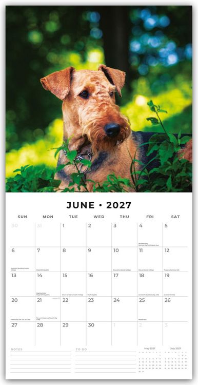 Produktbild: Airdale Terriers &ndash; Airdale Terrier 2027 &ndash; 16-Monatskalender