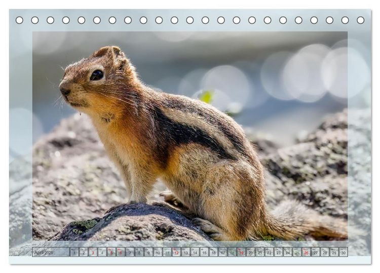 Produktbild: S&uuml;&szlig;e Nager (Tischkalender 2026 DIN A5 quer), CALVENDO Monatskalender