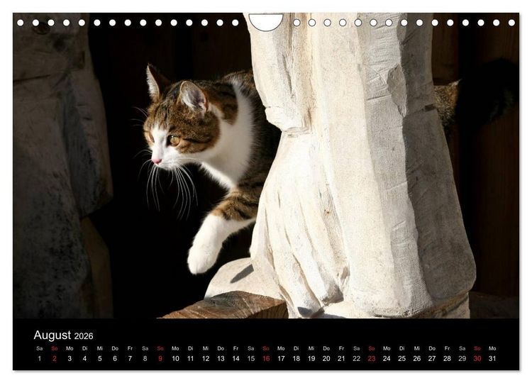 Produktbild: geliebte Katzen - auf Samtpfoten durchs Jahr (Wandkalender 2026 DIN A4 quer), CALVENDO Monatskalender