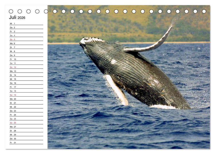 Produktbild: Wale. Kolosse der Meere (Tischkalender 2026 DIN A5 quer), CALVENDO Monatskalender