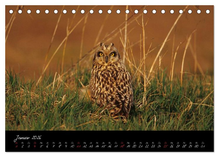 Produktbild: Heimische Eulen und Greife (Tischkalender 2026 DIN A5 quer), CALVENDO Monatskalender