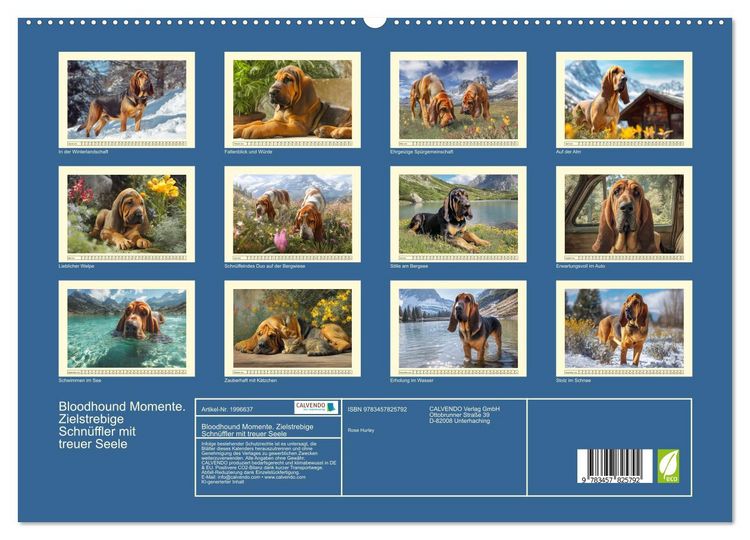 Produktbild: Bloodhound Momente. Zielstrebige Schn&uuml;ffler mit treuer Seele (hochwertiger Premium Wandkalender 2026 DIN A2 quer), Kunstdruck in Hochglanz