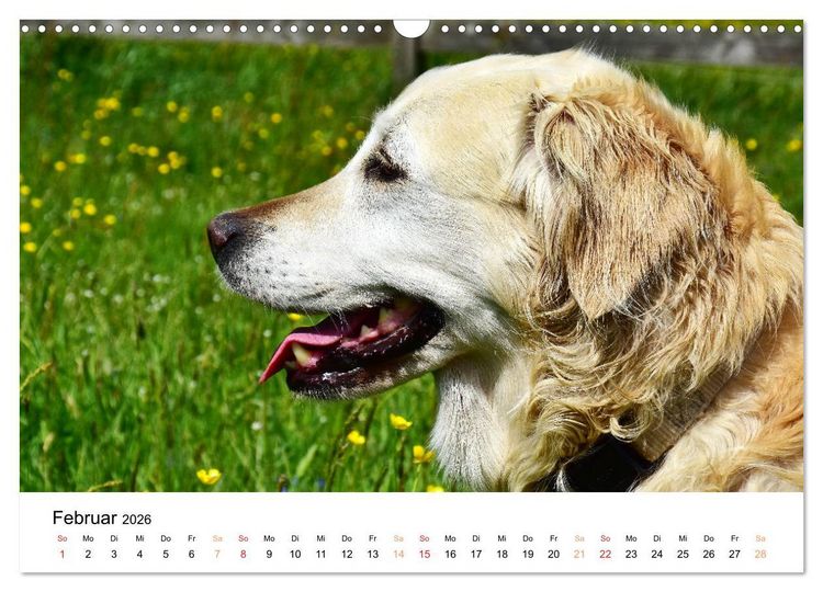 Produktbild: Eine treue Hundeseele - Golden Retriever (Wandkalender 2026 DIN A3 quer), CALVENDO Monatskalender