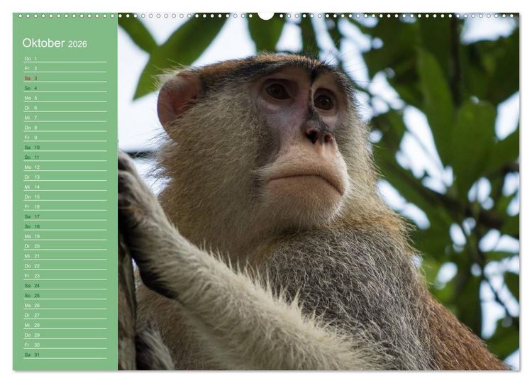 Produktbild: Die vielf&auml;ltige Welt der Affen (Wandkalender 2026 DIN A2 quer), CALVENDO Monatskalender