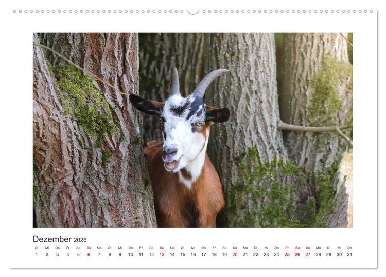 Produktbild: Wer zickt denn da? Mit Ziegen durchs Jahr (Wandkalender 2026 DIN A2 quer), CALVENDO Monatskalender